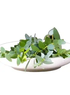 新鲜小叶尤加利叶片桉树叶子酒店餐厅蛋糕烘焙点缀装饰冷艺摆盘花