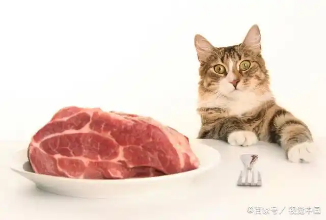 听说猫咪吃生肉会发腮变圆脸?但喂食生食前你需要了解这些常识