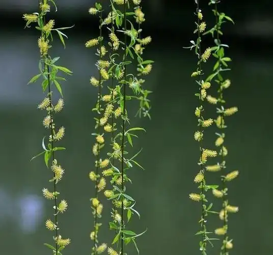 柳树上的柳芽有什么用途和作用呢为什么这么多人去采