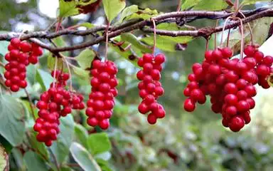 中医药中药命名的五味子与五倍子的功效与区别