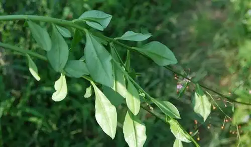 草参全草可以入药,具有补中益气,健脾益肺的作用.