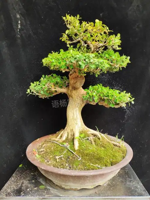 白皮黄杨盆栽 原本造型白皮瓜子黄杨树桩小型耐寒绿植盆景苗皱皮珍珠