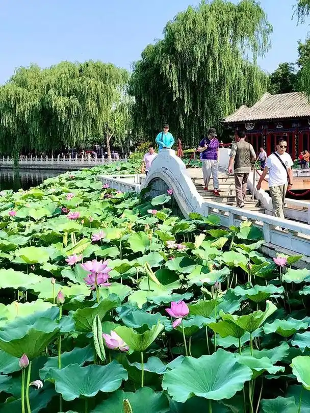 北京18个看荷花好去处一年365天仅一次的夏日美景