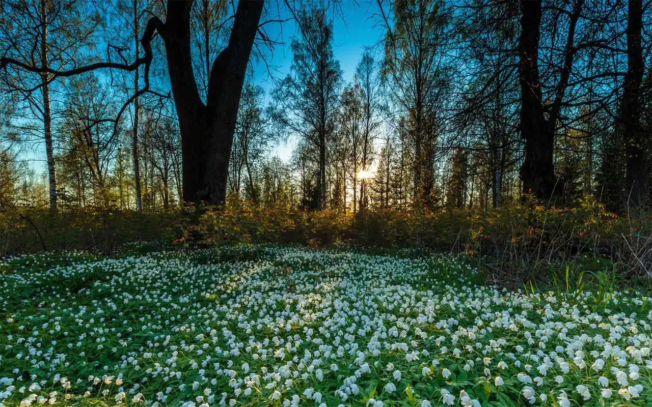 秋季清新森林唯美风景高清电脑壁纸大全下载