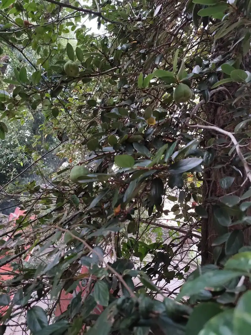 薜荔果又叫凉粉果,莫为青果去操心,到了时侯自然熟#大自然的馈