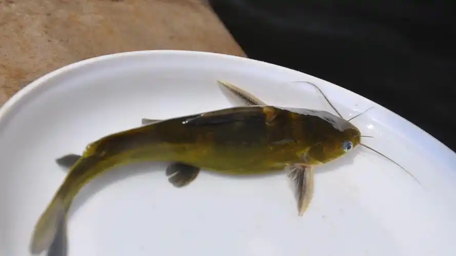 p>鲿科,拉丁学名bagridae,是脊索动物门, a target="_blank" href="