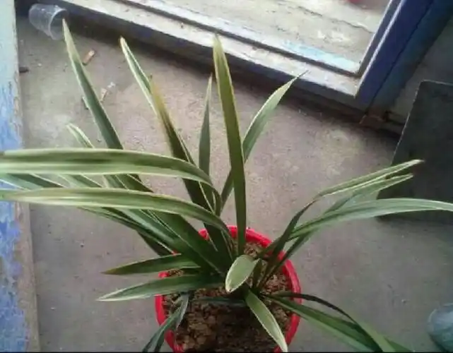 这棵野生金边兰能值多少钱啊?