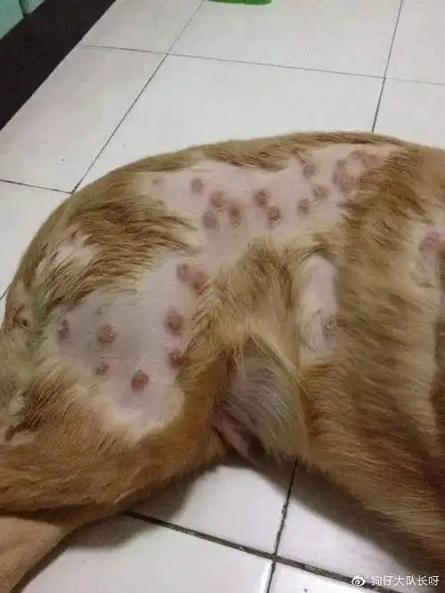 狗狗有皮肤病怎么办怎么区分真菌螨虫湿疹脓皮症