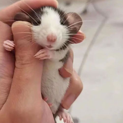 蝶贡花枝鼠活体 家养花枝鼠幼崽家庭宿舍活体宠物温顺可爱不咬人萌宠