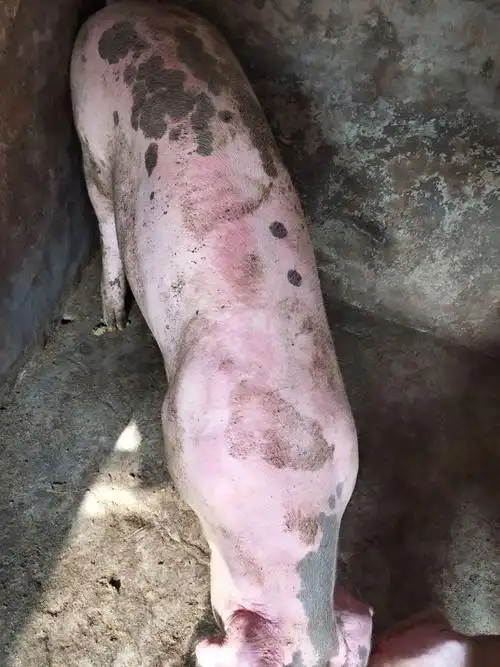 育肥猪背上有红疙瘩形状是蚊子咬的那样后背一半只发现2天今身上发红