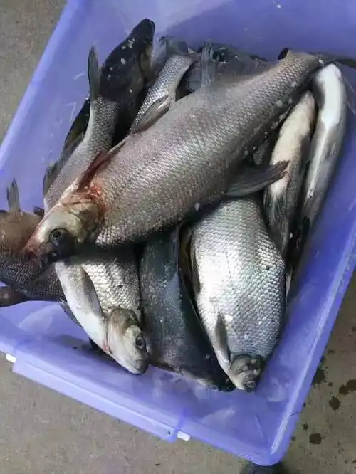 快钓钓友鲥鱼爆护了钱塘江野生鲥鱼已列入国家保护动物,现基本已经