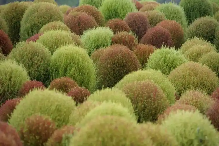 打造网红景观常用的观赏草有哪些