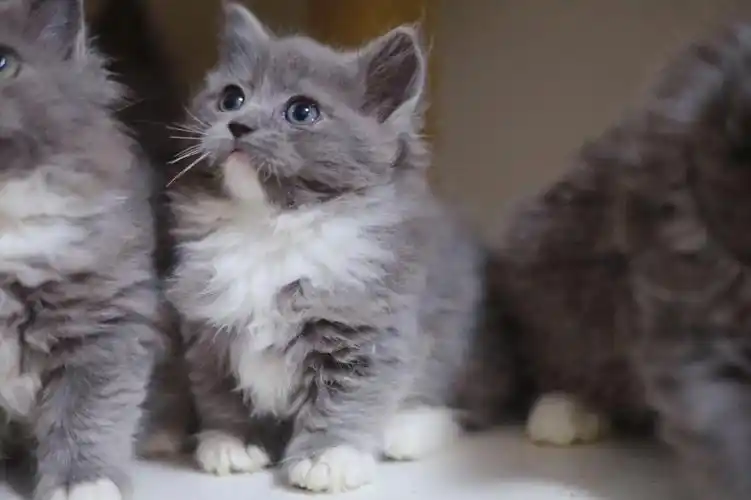 蓝白  #英国长毛猫  #南昌领养  小可爱可以带回家了,三位数的长毛蓝