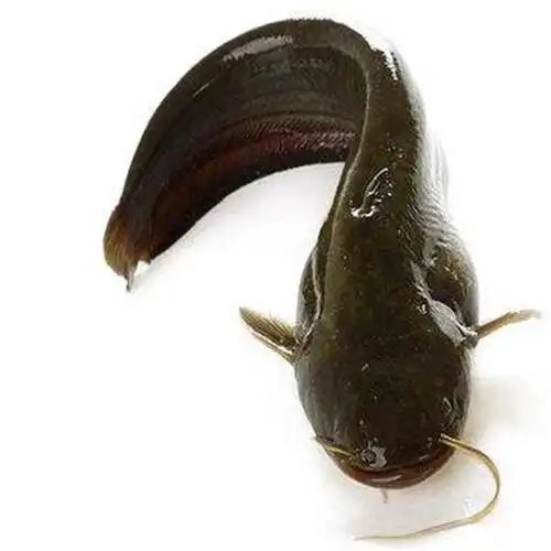 鱼苗本地塘鲺胡子鲶鱼塘角土塘塘虱活体放生鱼