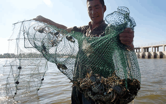 池塘养蟹,池塘养蟹技术,河蟹养殖,螃蟹养殖,螃蟹养殖管理