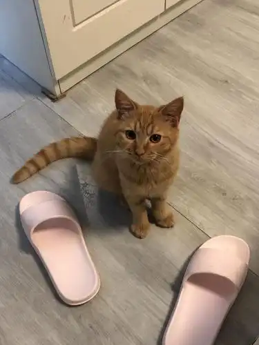 这是一只蓝猫和橘猫的串串