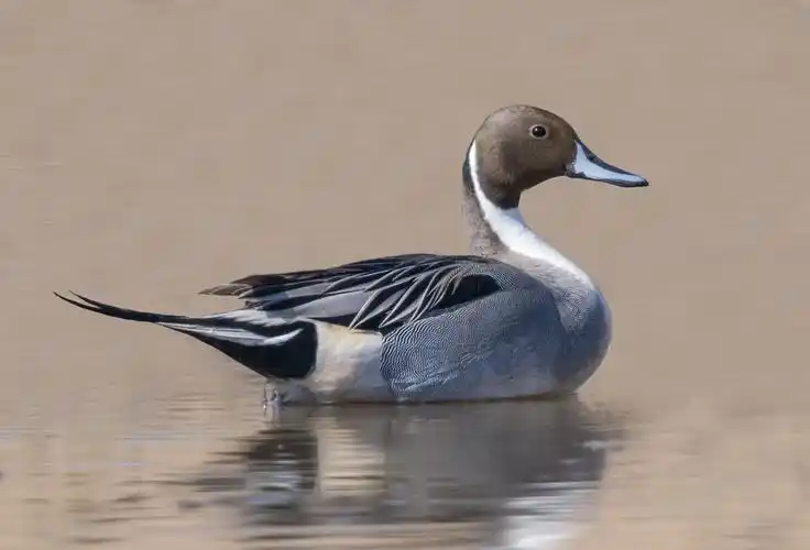 野鸭系列之七针尾鸭