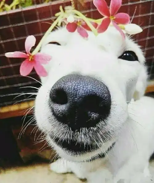 这只汪星人的笑容太有感染力,温暖而治愈!