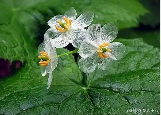 别错过这款水晶花花瓣遇水变透明单季绽放可遇不可求