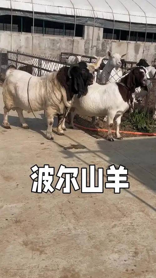 漂亮的波尔山羊种公羊