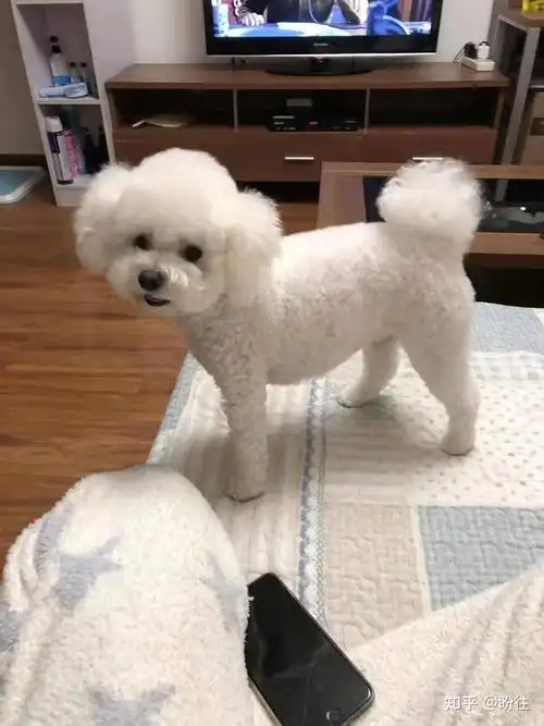 驻马店上蔡县黄埠镇15队小广场寻找一只白色母泰迪