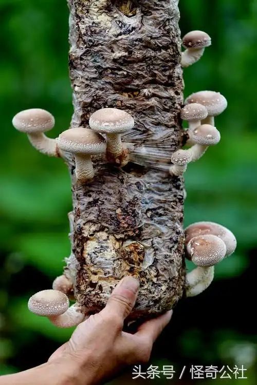 湖北远安农民巧用海拔高度填补高温季节生产香菇的技术空白