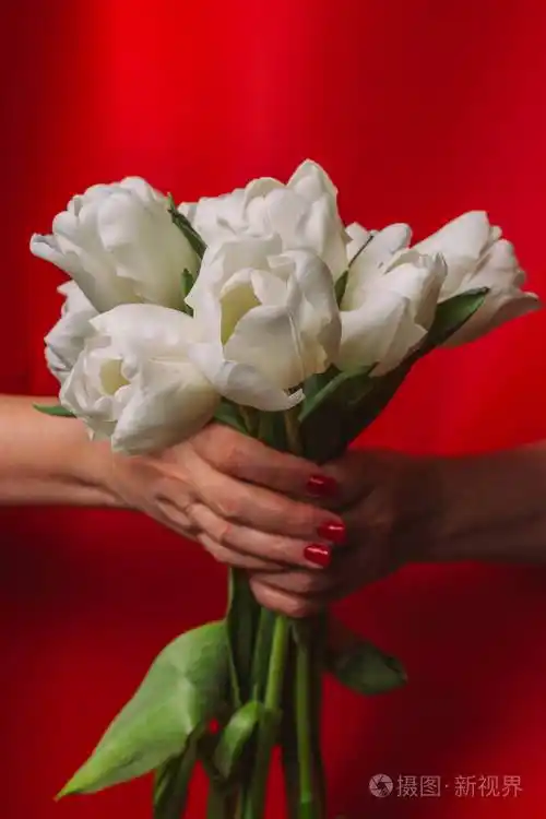 一束鲜花郁金香在手