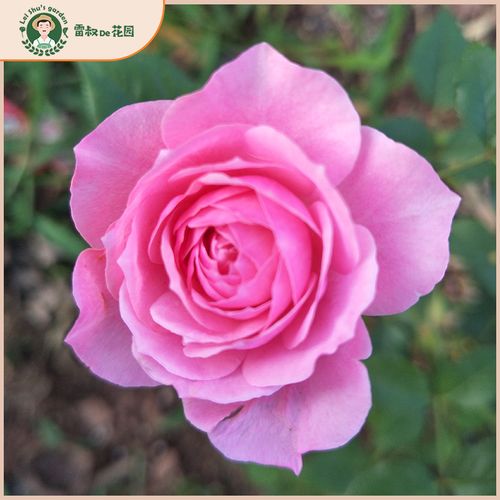 雷叔花园铃之妖精微型673月季多花栽中大苗阳台盆四开花头阳季台