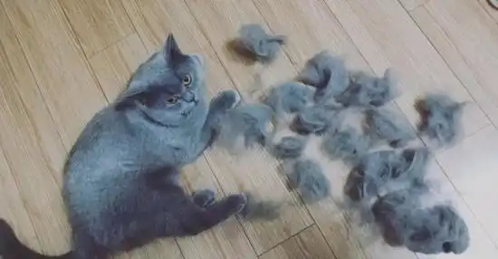 宠物猫掉毛严重是什么原因?应该如何缓解?-狗的猫宁宠物网