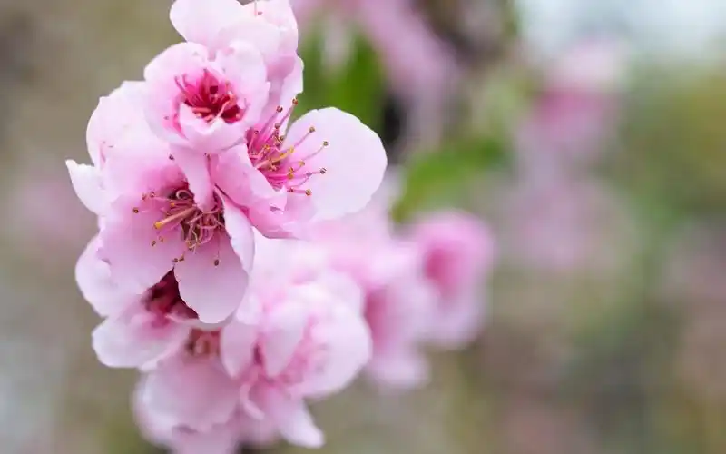 三月盛世桃花开,高清图片,电脑桌面-壁纸族