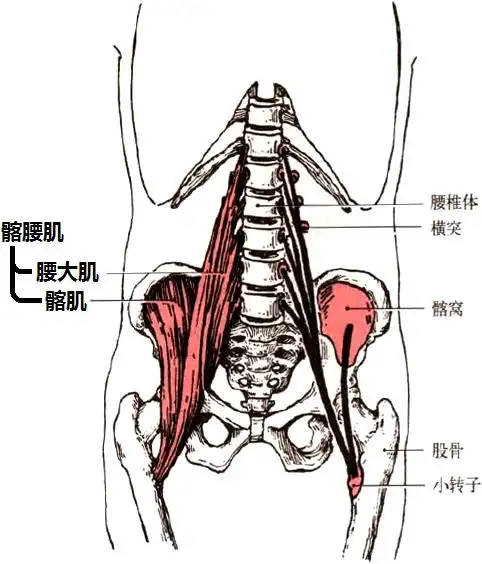 我们俗称的"大胯"髋屈肌群:我们做出大腿抬起/提膝(髋屈)动作的肌肉群