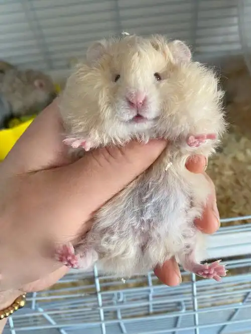 波利卷系列金丝熊锡纸烫77大波浪180