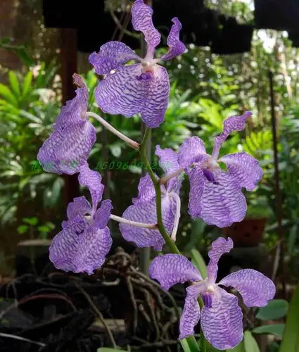 兰花-洋兰-云南大花万代兰/蓝花万代vanda coerulea