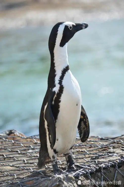 怕冷的企鹅你见过吗?探索南非开普敦企鹅海滩,两千只憨憨正朝你晃来_
