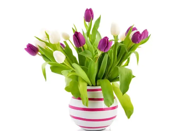 白色和紫色郁金香花,花瓶 壁纸 - 2560x1920