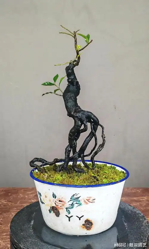 金弹子不开花来学学这些养护技巧