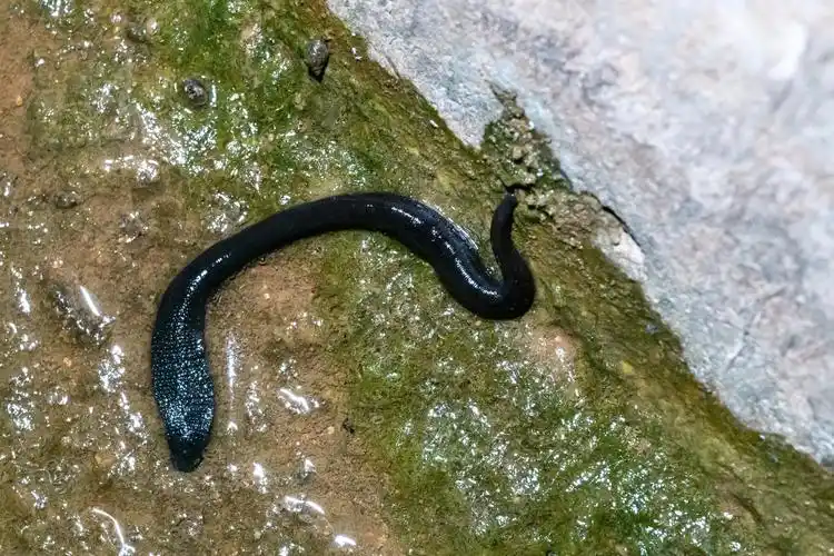 请问这是蚂蟥么