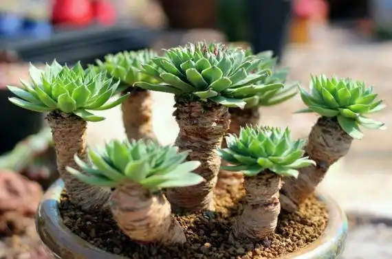 刷新对观音莲认识,观音莲居然能养出这样的老桩,状态霸气侧漏