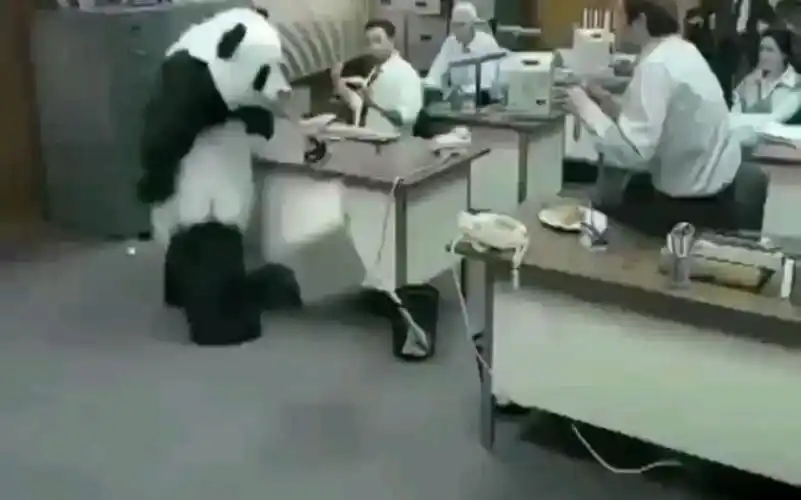 【万恶之源】熊猫摔电脑表情包来源,永远不要对熊猫说不!