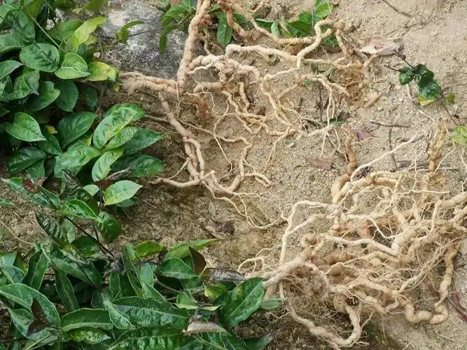 的地方文化给起个不同的称呼,比如叫鸡肠风,鸡眼藤的,也有叫黑藤钻,兔