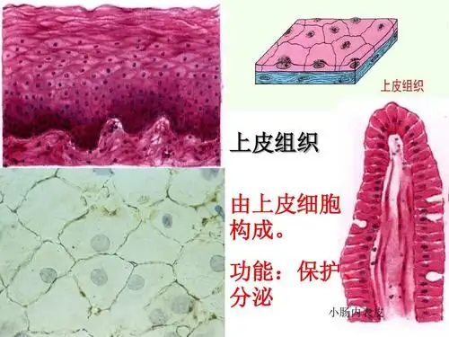 七年级生物上册动物体的结构层次精品课件ppt 上皮组织 由上皮细胞