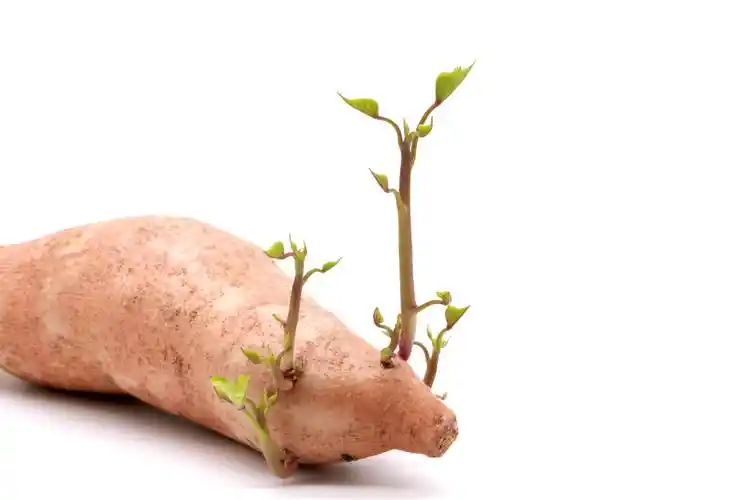 这6种常吃的食物,发芽也能吃!_土豆