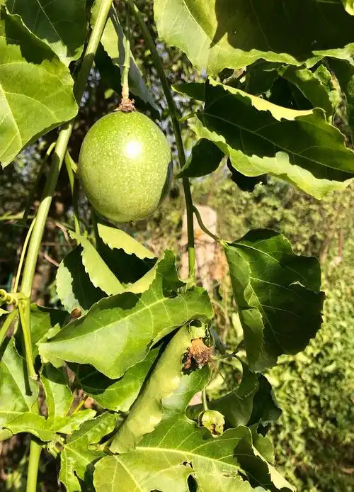 生长中的西番莲果实,成熟后呈紫色.