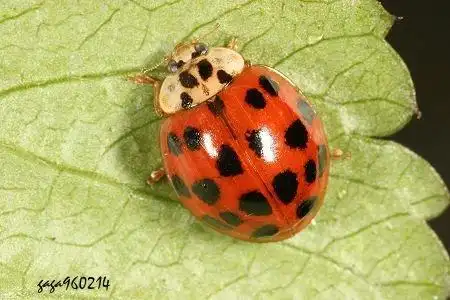 瓢虫是一种吃介克虫,蚜虫等害虫的昆虫.
