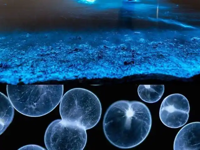 夜光藻海洋中特殊的发光植物它们为什么被称为蓝色的眼泪