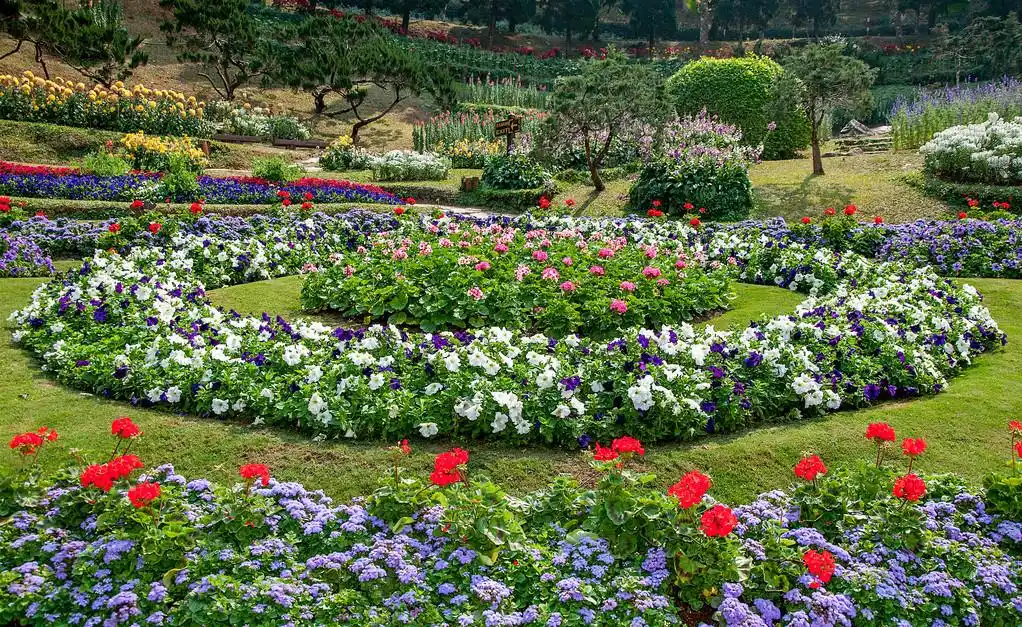 花园背景中的美丽花朵