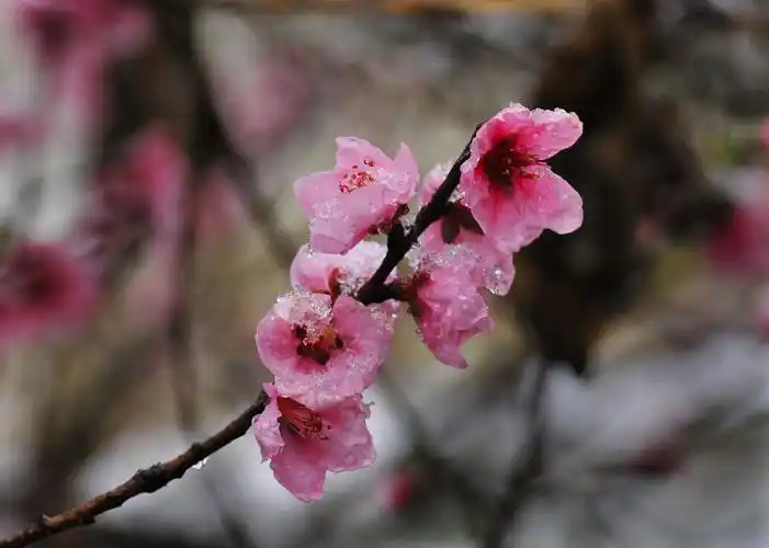 沐雪的桃花