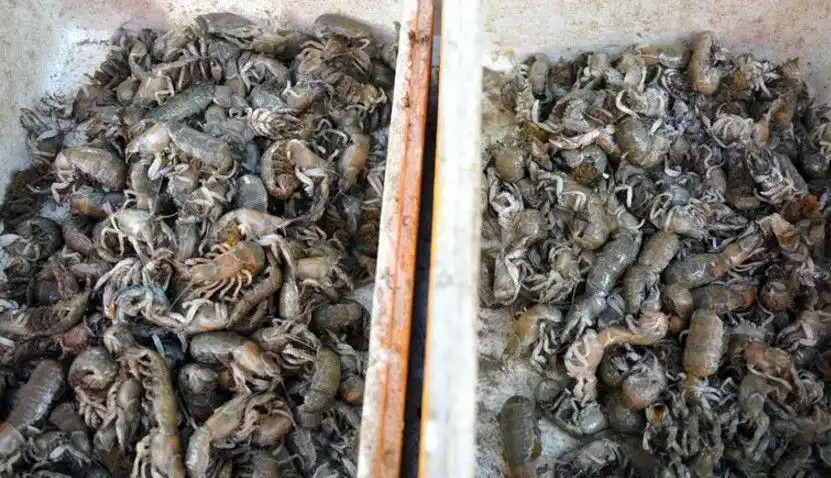 政府认为中国的吃货应该很喜欢吃,于是将大量新鲜的活着的骷髅虾