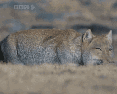 神奇动物gif方脸藏狐gif可爱gif萌萌哒gif鬼畜gif