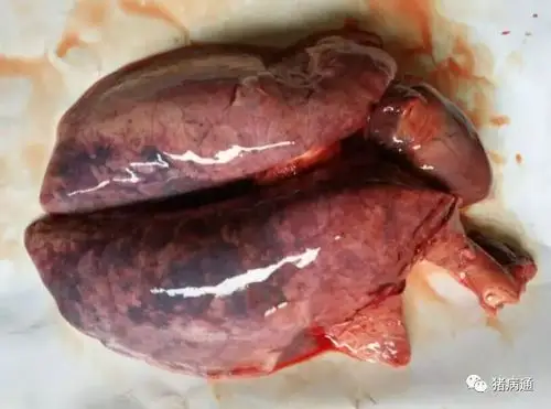 喉头充满血样液体,双侧性肺炎,常在心叶,尖叶和膈叶出现病灶,病灶区呈